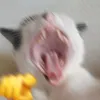 wertyzia