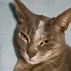 mer_cai