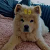 nalathechow03