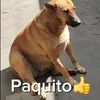 paquito392