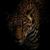 silent_tiger03