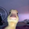 pato_futbol123456