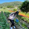 tomangpachai