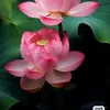 baogl08