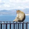 monkeyhankysack