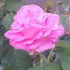 emy.mohamed95