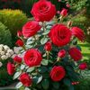 user051593595