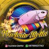 nuklir.betta