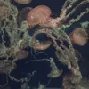 d.lia45