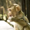 No Monkeys allowed