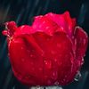 user88866846674451