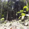 neusetepaiva