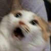 kitty.furry5