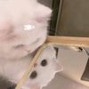 nisssccaa_