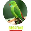 Birds fond