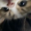 claudedblue__