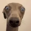 phannhc20