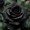 black_rose170420