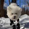 montgomery_bichon