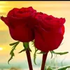 user4251634121694