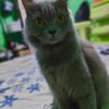 s4rimeong