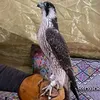abw_yasir123