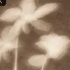 F.W