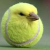 pou_truco0