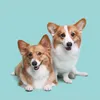 corgi.sibs