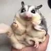 daliasugarglider