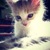 napokiee