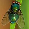 blowfly_no1