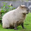 bakirkoycapybarasi