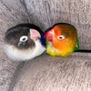coco_and_penguin