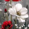 maha.khodor