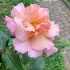 flower_09134