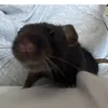 pralinka_the_rat