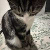 micci_0_0