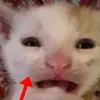 _keh.__