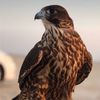 salman.9748