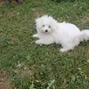 vasilicatoroipan