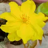 huyhoang0635