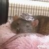 ratwearerats