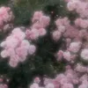 im_mo0n12345