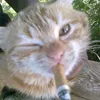 netik_3443