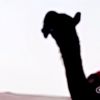 ,َراعي,َالوافيات𓅓