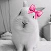 pookie_rabbit0