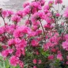 tam.nuong1