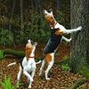 treebarkin