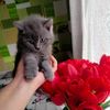 _alisa_05_